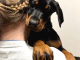 King Boy Irkının En Özel Doberman Yavruları