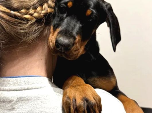 King Boy Irkının En Özel Doberman Yavruları görsel