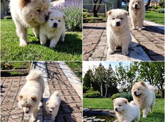 Premium Chow Chow Yavruları görsel