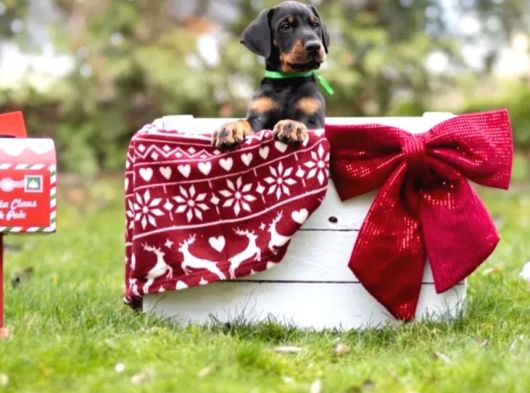 King Boy Irkının En Özel Doberman Yavruları görsel