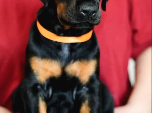 King Boy Irkının En Özel Doberman Yavruları görsel