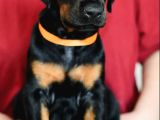 King Boy Irkının En Özel Doberman Yavruları