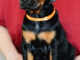 King Boy Irkının En Özel Doberman Yavruları