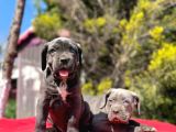 Dev Irk Yakın Koruma Cane Corso Yavrularımız