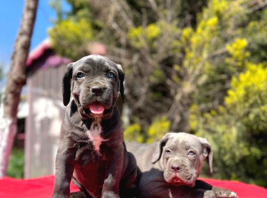 Dev Irk Yakın Koruma Cane Corso Yavrularımız görsel