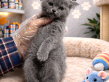 Mükemmel A Kaite British Shorthair Yavrularımız