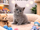 Mükemmel a kaite british shorthair yavrularımız
