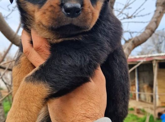 A Kalite Macar Rottweiler Yavrular