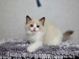 Asil Duruşlu Ragdoll