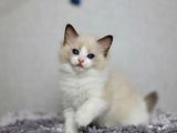 Asil Duruşlu Ragdoll