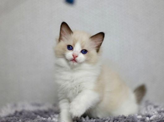 Asil Duruşlu Ragdoll
