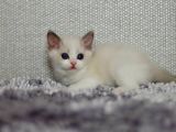 Asil Duruşlu Ragdoll