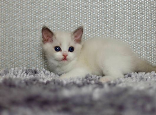 Asil Duruşlu Ragdoll görsel