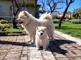 Premium Chow Chow Yavruları