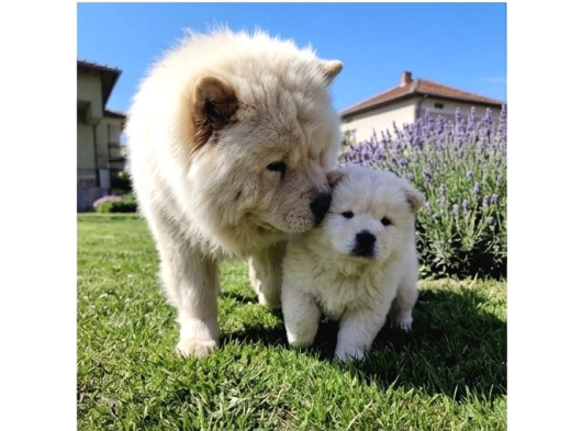 Premium Chow Chow Yavruları görsel