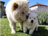 Premium Chow Chow Yavruları
