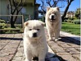 Premium Chow Chow Yavruları