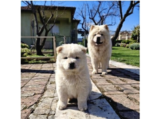 Premium Chow Chow Yavruları görsel