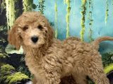 Dev Poodle
