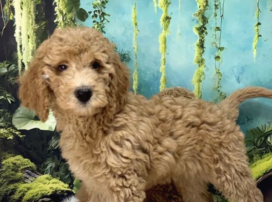 Dev Poodle