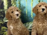 Dev Poodle Bebekleri Sizi Bekliyor