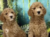 Dev Poodle