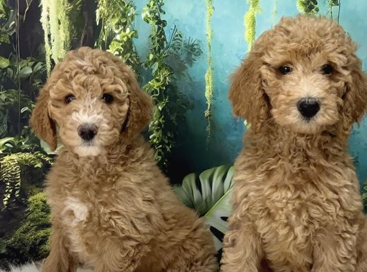 Dev Poodle görsel