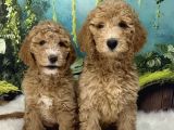 Dev poodle bebekleri sizi bekliyor