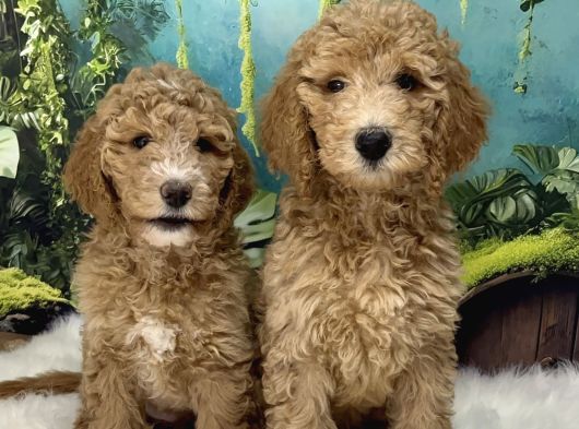 Dev Poodle Bebekleri Sizi Bekliyor