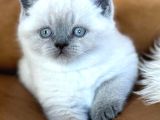Bebeksi Blue Point British Shorthair