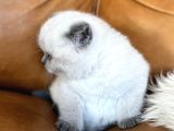 Bebeksi Blue Point British Shorthair