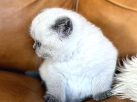 Bebeksi Blue Point British Shorthair görsel
