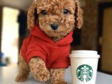 Türkiyenin en güzel toy poodle bebekleri