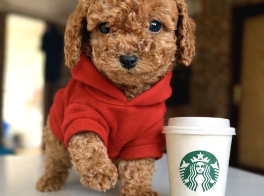 Türkiyenin en güzel toy poodle bebekleri