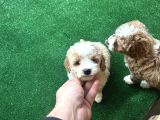 Tr De Tek Kısa Kuyruk Parti Toy Poodle Yavruları