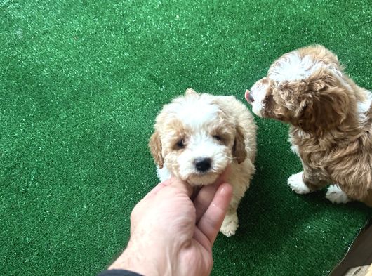 Tr De Tek Kısa Kuyruk Parti Toy Poodle Yavruları görsel