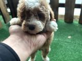 Tr De Tek Kısa Kuyruk Parti Toy Poodle Yavruları