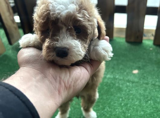 Tr De Tek Kısa Kuyruk Parti Toy Poodle Yavruları görsel
