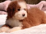 Standart Dev Poodle Yavrular