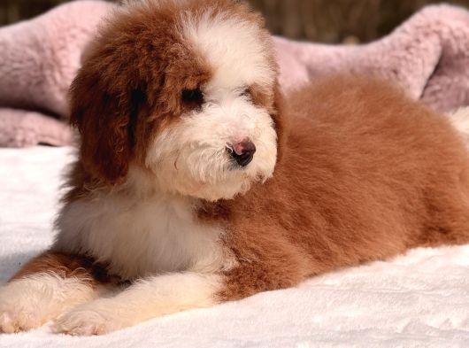 Standart Dev Poodle Yavrular görsel
