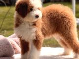 Standart dev poodle yavrular