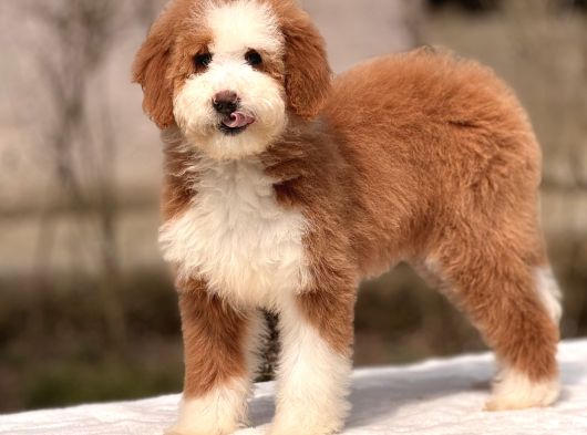 Standart Dev Poodle Yavrular görsel