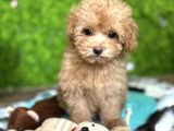 MALTİPOO YAVRUMUZ LİZA
