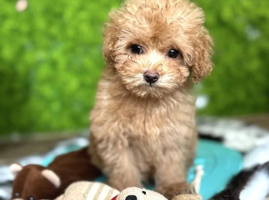 Malti̇poo Yavrumuz Li̇za