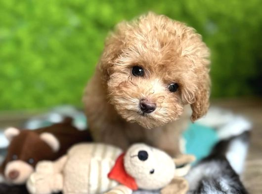 Malti̇poo Yavrumuz Li̇za görsel