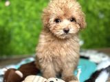 Malti̇poo Yavrumuz Li̇za