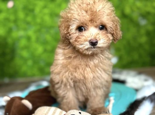 Malti̇poo Yavrumuz Li̇za görsel
