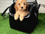 IRK GARANTİLİ BABY FACE MALTİPOO YAVRULARI