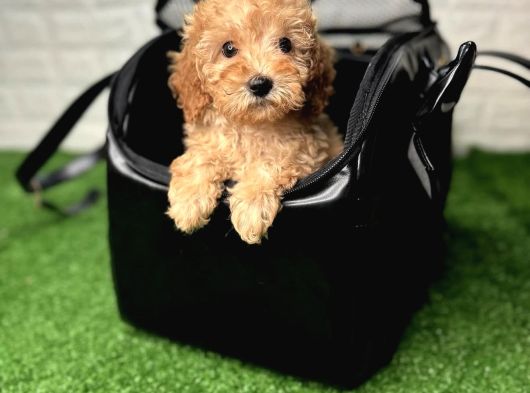 Irk Garanti̇li̇ Baby Face Malti̇poo Yavrulari