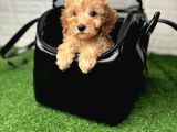 Irk Garanti̇li̇ Baby Face Malti̇poo Yavrulari
